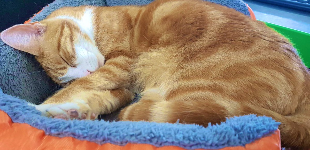 TheStourbridge's tweet photo. Night night sweet dreamies 

When it all goes dark find within yourself just one better feeling thought and hold it tight. 

#CatsOfTwitter #cats https://t.co/7XCAriGR4U