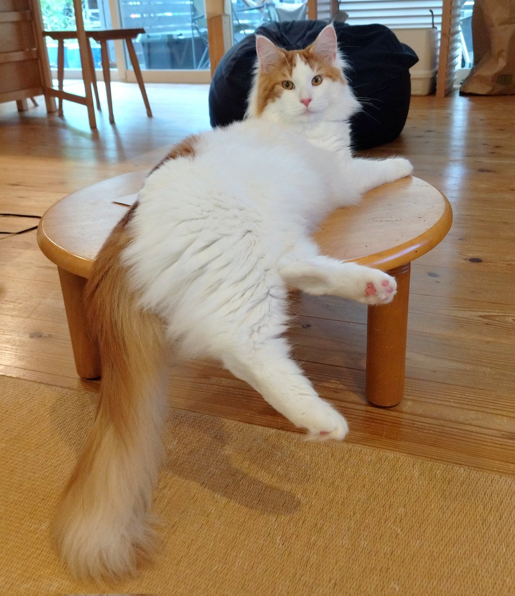 mainecoon_sette's tweet photo. チャブ台から おはようございます🪵
#メインクーン #メインクーン男の子 #長毛猫 #猫 #猫のいる暮らし #おはようございます #チャブ台 #落ちかけ #maincoon #maincoonlovers #maincoonboy #cat #todayscat #goodmorning #lowtable https://t.co/JioexgZHyz