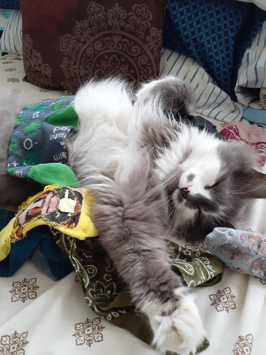 MorbidMorgie's tweet photo. Helping with the laundry is HARD! #helpfulkitties #CatsOfTwitter #sofuzzy https://t.co/jwUWjOBZqP