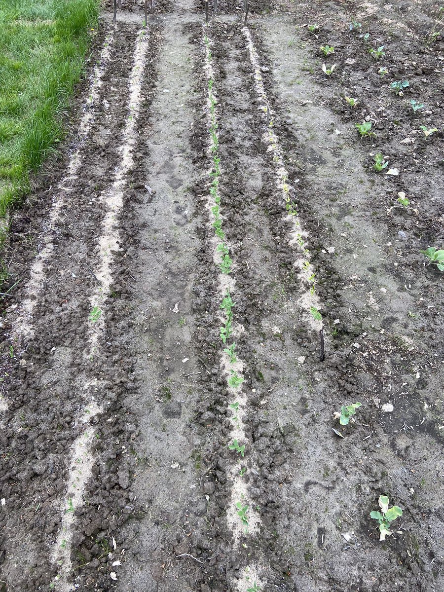 Mud Lake School tweet media