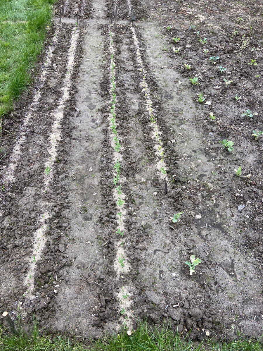 Mud Lake School tweet media