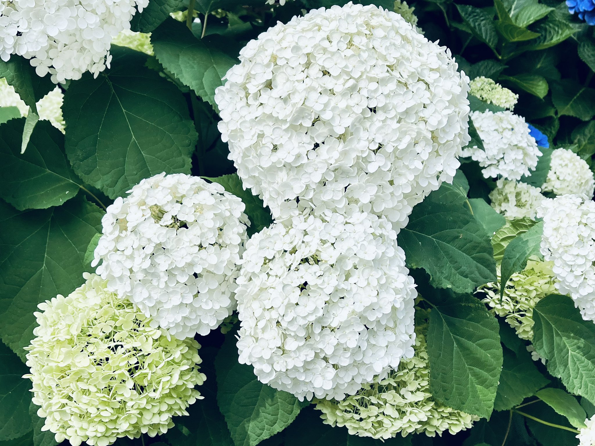 Diamant ディア おはようございます 白く大きな紫陽花たちが 満開に 梅雨で蒸す中 涼やかで華やぎます 本日もよろしくお願いいたします Lovelyな一日を ᴗ ˬᴗ Dia Tlを花