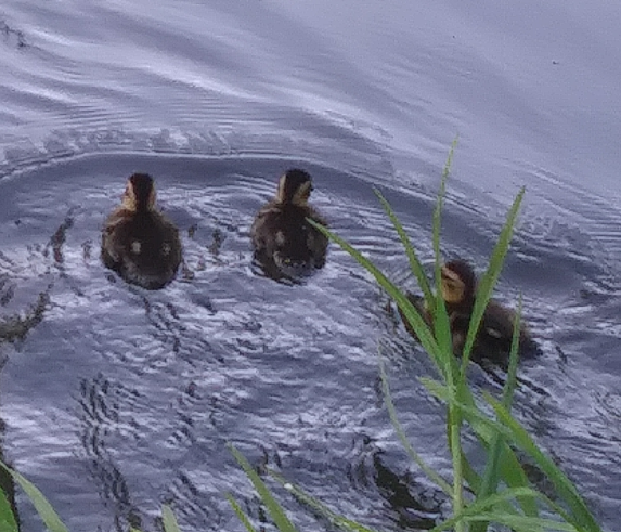 Drittgeborene's tweet photo. Es ist Küken-Zeit! 😊 #kueken #enten #tierkinder #Natur https://t.co/M6HgUXj8Tv