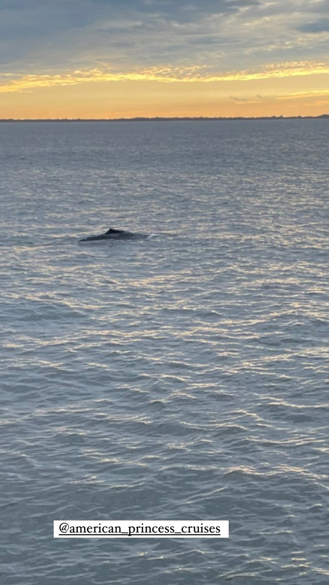 evitagahagan's tweet photo. Can’t believe I forgot to tweet this but for my 17th wedding anniversary (6/11) the hubs made a dream come true &amp; took me #whalewatching here in NYC w/ @APCruises !! We saw a gorgeous humpback ❤️😭❤️and so many dolphin I lost count! @gothamwhale https://t.co/bc5mNsKOVG