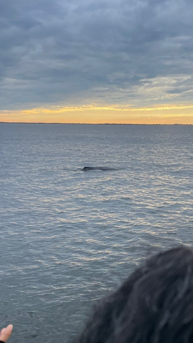 evitagahagan's tweet photo. Can’t believe I forgot to tweet this but for my 17th wedding anniversary (6/11) the hubs made a dream come true &amp; took me #whalewatching here in NYC w/ @APCruises !! We saw a gorgeous humpback ❤️😭❤️and so many dolphin I lost count! @gothamwhale https://t.co/bc5mNsKOVG