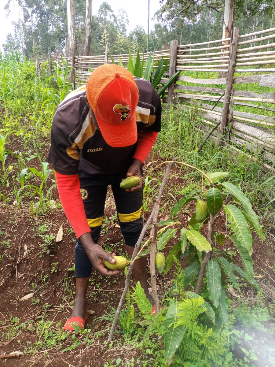 yodocameroon's tweet photo. At GLF Nkambe Chapter and Yodo, our mission is to produce quality seedlings that produce fruits at the shortest time possible to support landscapes restoration. We are at the center of innovation @GlfNkambe @GlobalLF @GLFChapters @GlfxNairobi @GLFOuagadougou @anitamoragia https://t.co/dRVHiNco0W