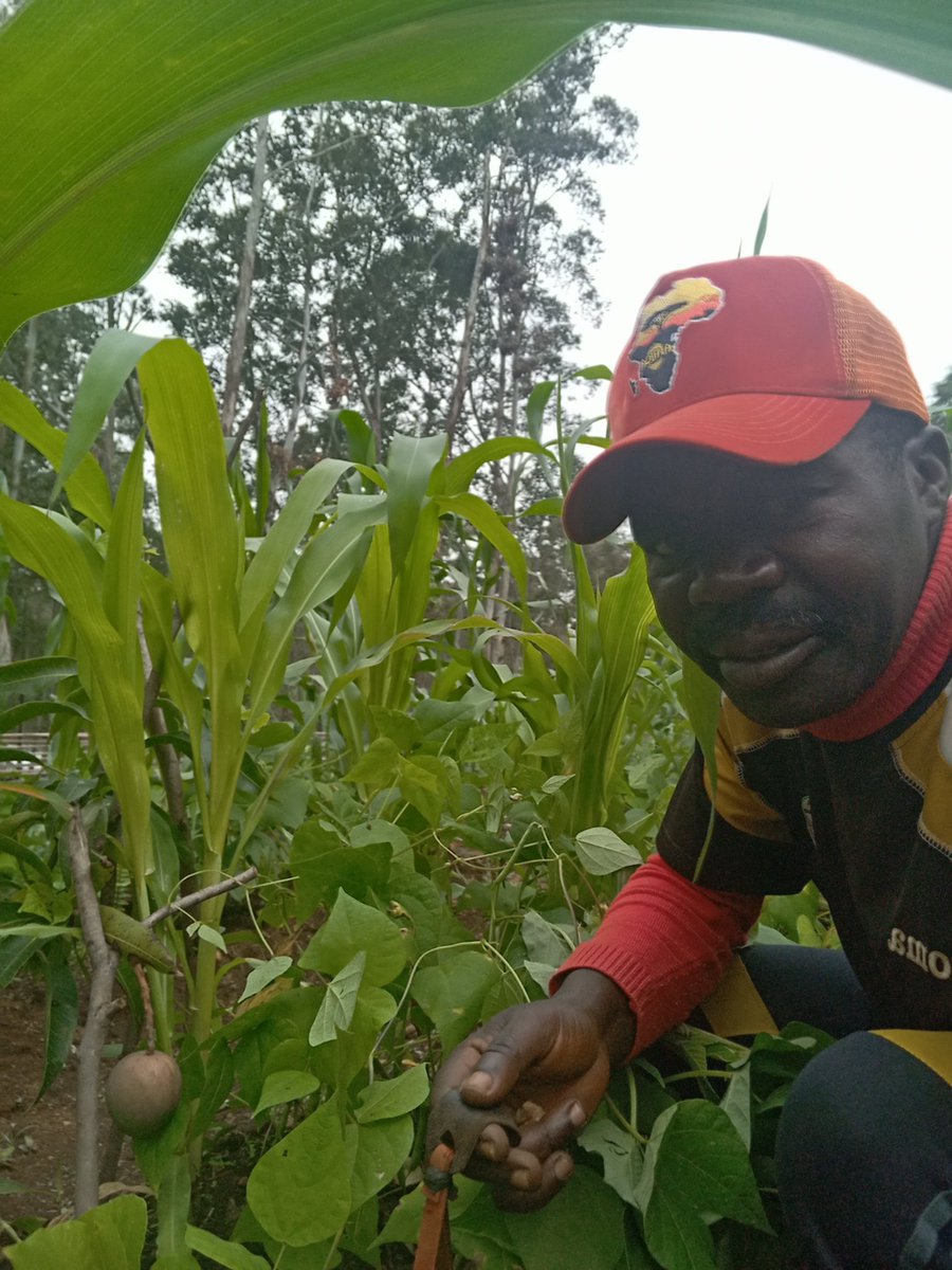 At GLF Nkambe Chapter and Yodo, our mission is to produce quality seedlings that produce fruits at the shortest time possible to support landscapes restoration. We are at the center of innovation <a href="/GlfNkambe/">GLF Nkambe Chapter</a> <a href="/GlobalLF/">Global Landscapes Forum (GLF)</a> <a href="/GLFChapters/">GLFx Chapters🌍🌎🌏</a> <a href="/GlfxNairobi/">GLFx Nairobi</a> <a href="/GLFOuagadougou/">GLF Ouagadougou</a> <a href="/anitamoragia/">Anita Moragia</a>