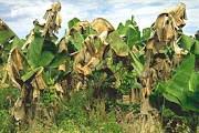 penceandridges's tweet photo. Pest and Diseases of plantain.

Just like any other crop plant, plantains are also attacked by pests and diseases.

Pests and diseases are classified into
Bacterial
Fungal
Viral
Nematodes https://t.co/SJSVzHxmaN