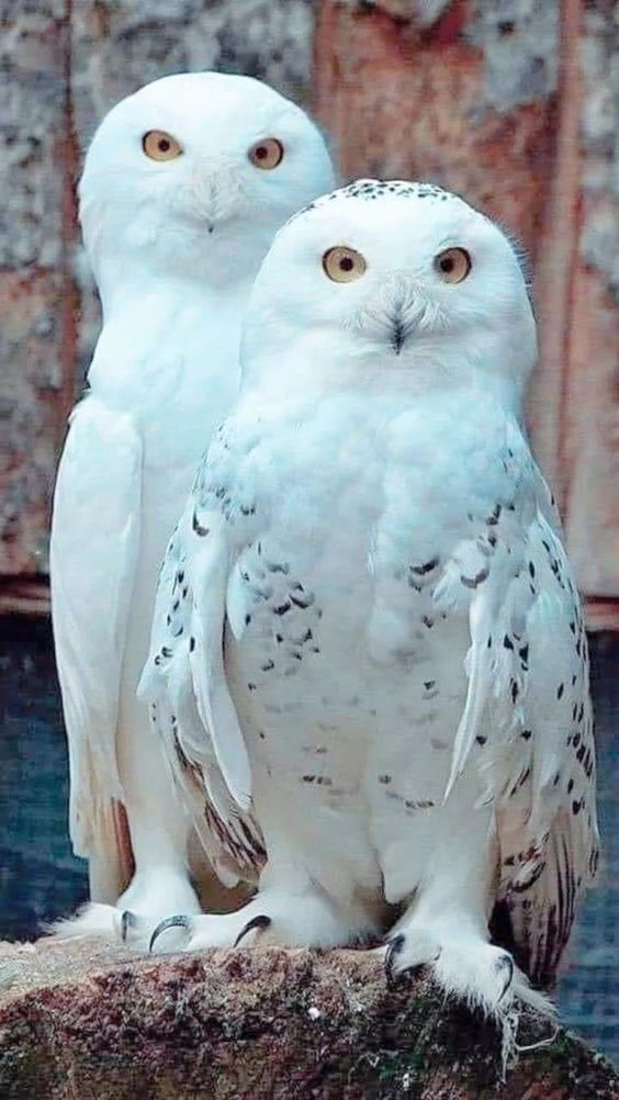 KatanaHugo's tweet image. Your owls for tonight!
#photos #photography #birds #owls