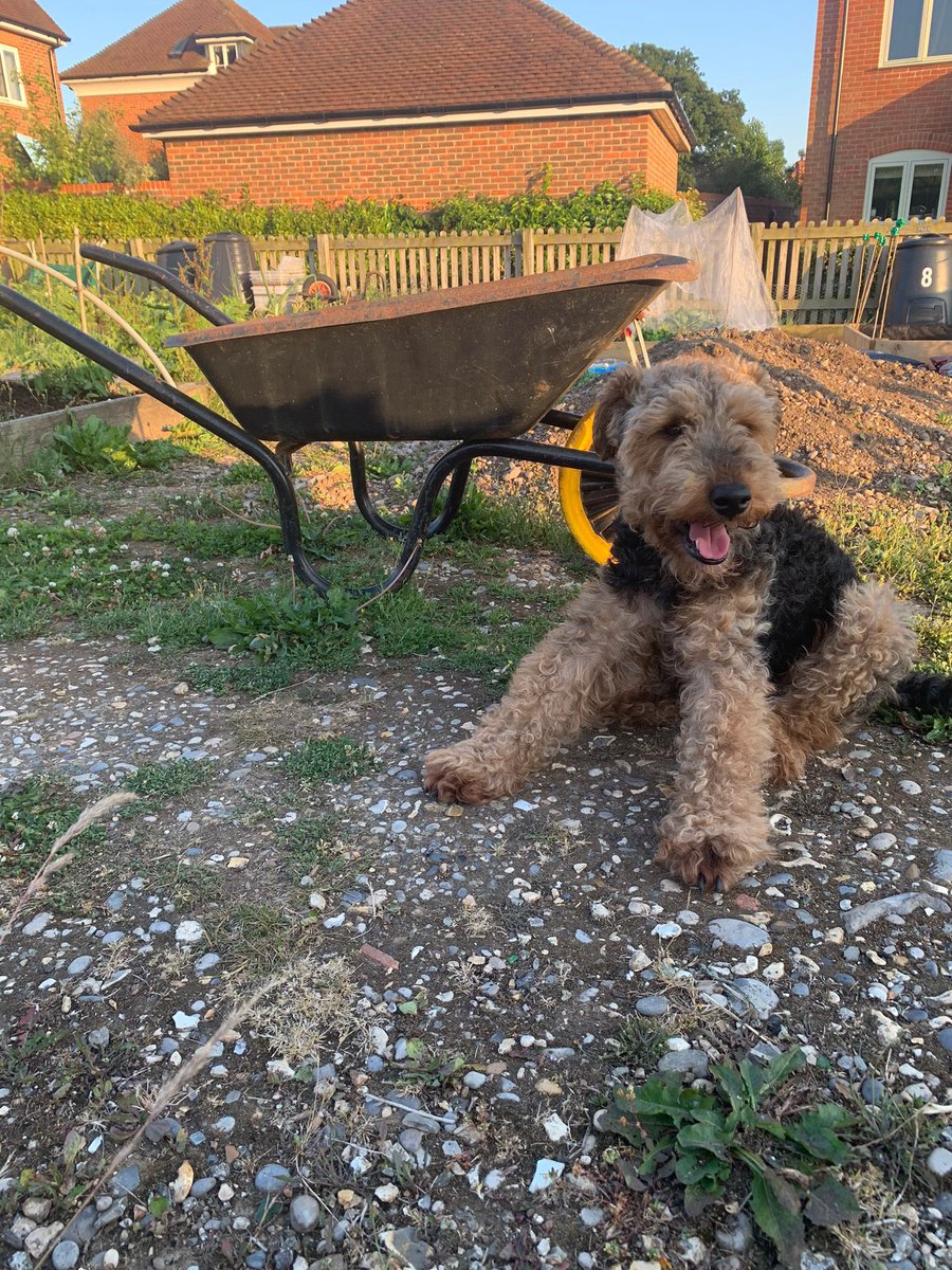 Evening pals. Been to plotment.  Raspberries and broad beans tonight.    🐾🐾