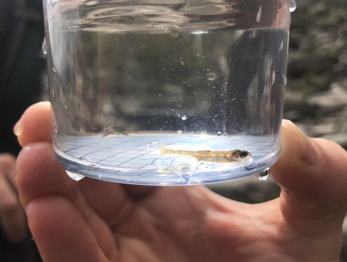 One of the immediate, though less obvious benefit of pathwork; better paths = less erosion = lower turbidity, the cleaner water provides ideal spawning conditions for brown trout. This little trout fry was spotted at the head of the Glen River at an altitude of 470m