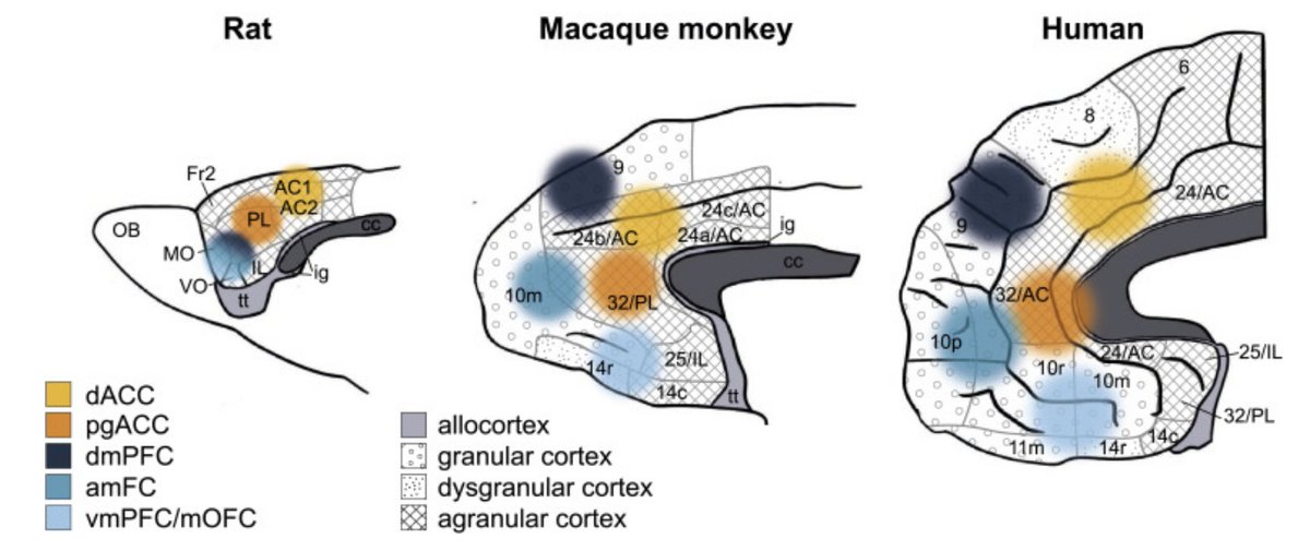 PessoaBrain's tweet photo. Medial and orbital frontal cortex in decision-making and flexible behavior: M Klein-Flügge, A Bongioanni, M Rushworth
"[how] these areas represent value of environment and choices is different from subcortical brain regions and more complex than thought."
https://t.co/Y2m0rDD7YB https://t.co/iuDmBVOySo