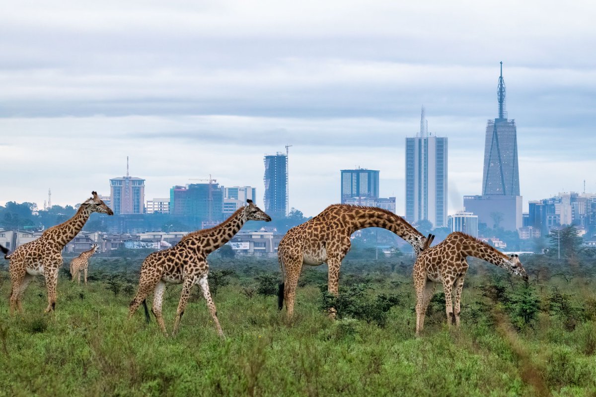 Magical Kenya tweet media