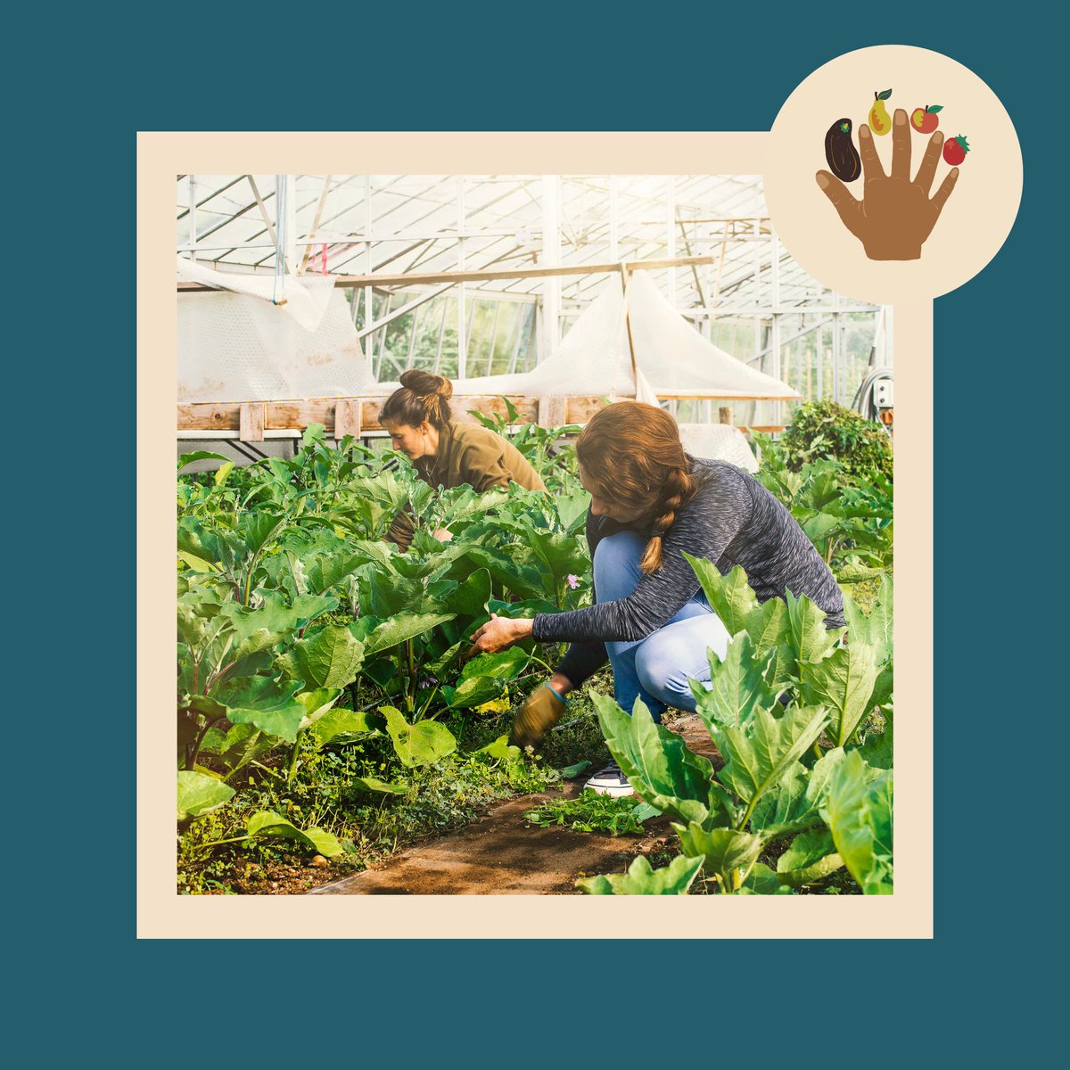 Volunteer at Gullivers 💚👩‍🌾👨‍🌾

#Volunteer #Dorset #Farming #Gardening #organic #westmoors #bournemouth #GulliversFarmShop