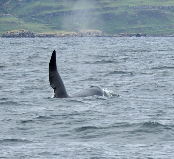 Fabulous views of two Orca on Loch na Keal, #Mull today, thank you @Turus_Mara and @Heatherleabirds #orca #orcawatch #visitmullandiona #VisitScotland #visitmullandiona #turusmara #staffa #isleofmull