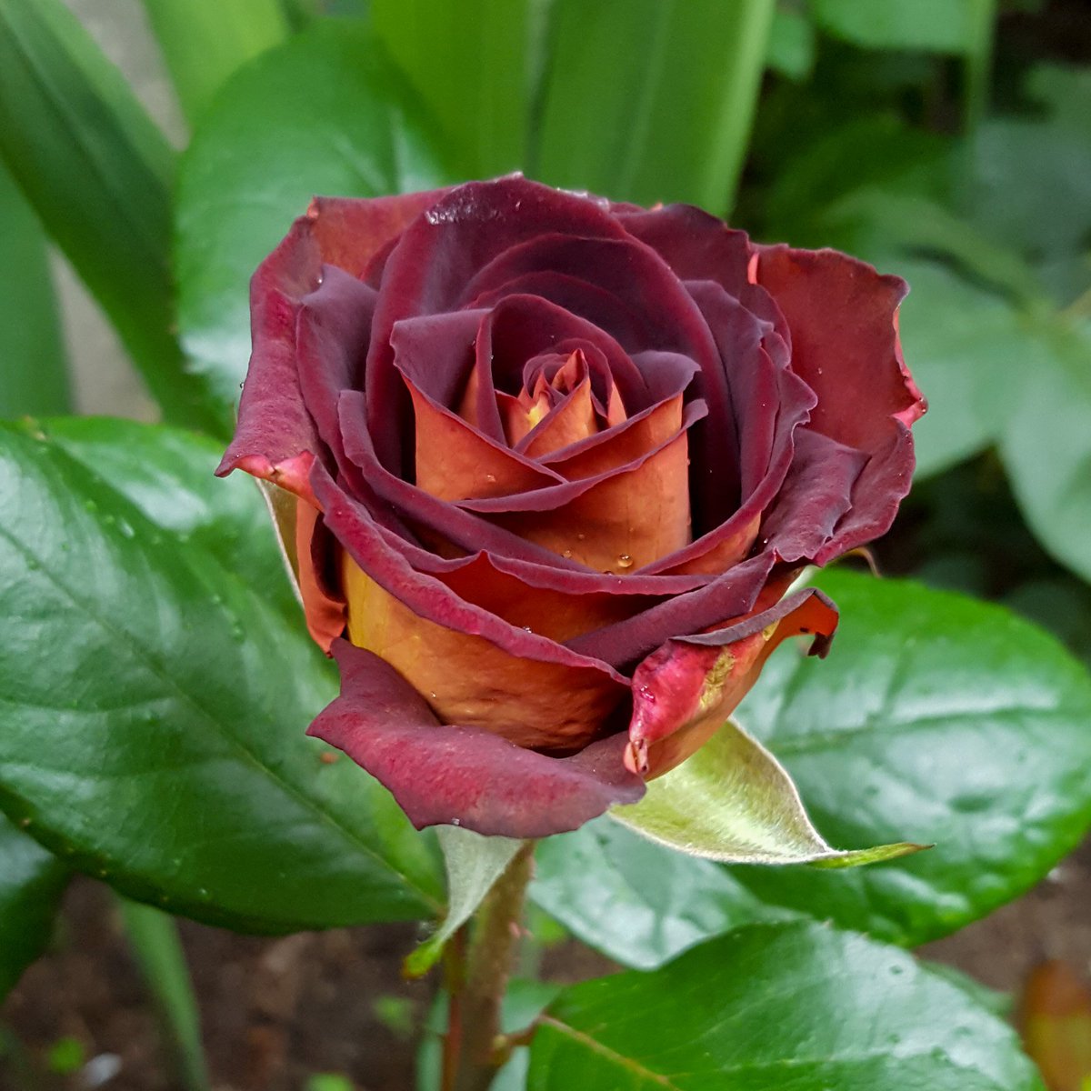 ZinniaCE's tweet photo. #RoseAwarnessWeek day 3, 'Eddy Mitchell' hybrid tea #rose, a rich dark red with black shading &amp; yellow reverse which turns more beige as it opens https://t.co/kcfo1Mh5Wl