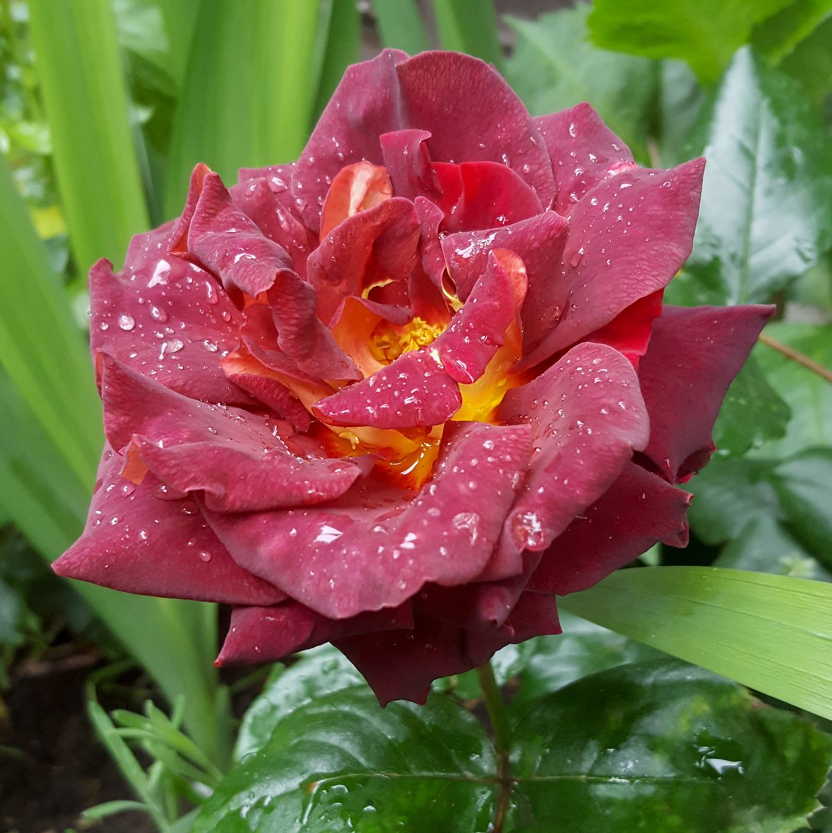 ZinniaCE's tweet photo. #RoseAwarnessWeek day 3, 'Eddy Mitchell' hybrid tea #rose, a rich dark red with black shading &amp; yellow reverse which turns more beige as it opens https://t.co/kcfo1Mh5Wl