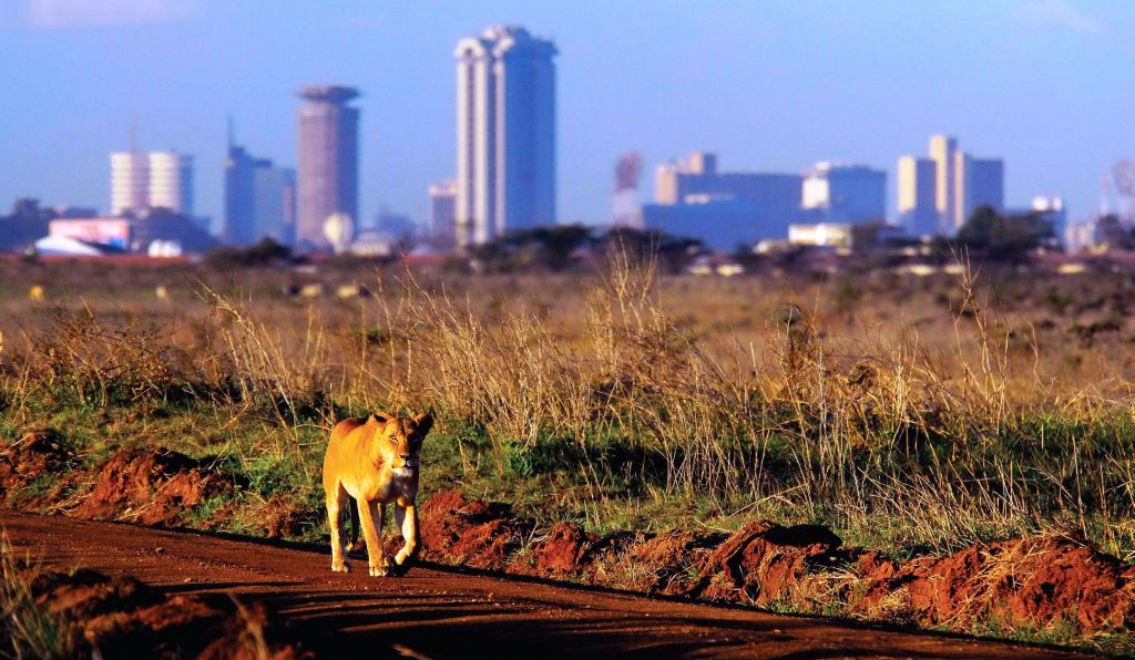 Magical Kenya tweet media