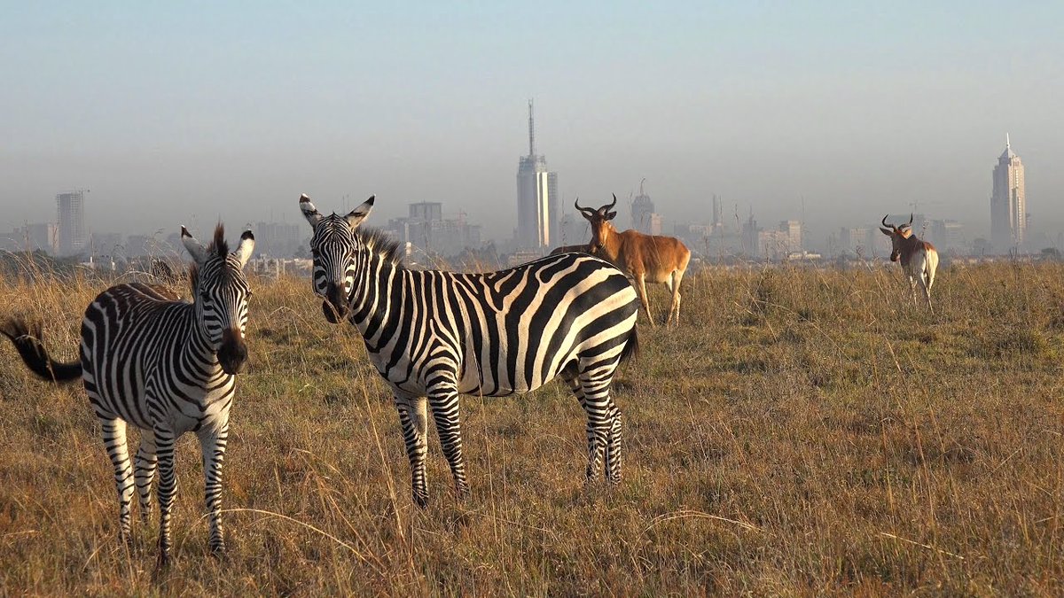 Magical Kenya tweet media