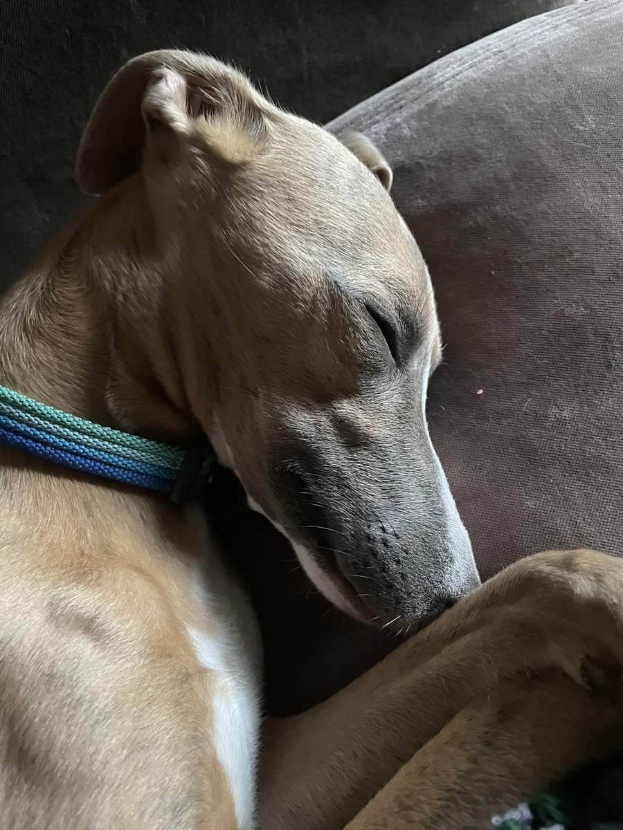 WhippetyWhip's tweet image. All this heat makes me a snoozy pup on #WhippetWednesday #DogsofTwittter 🐾💤