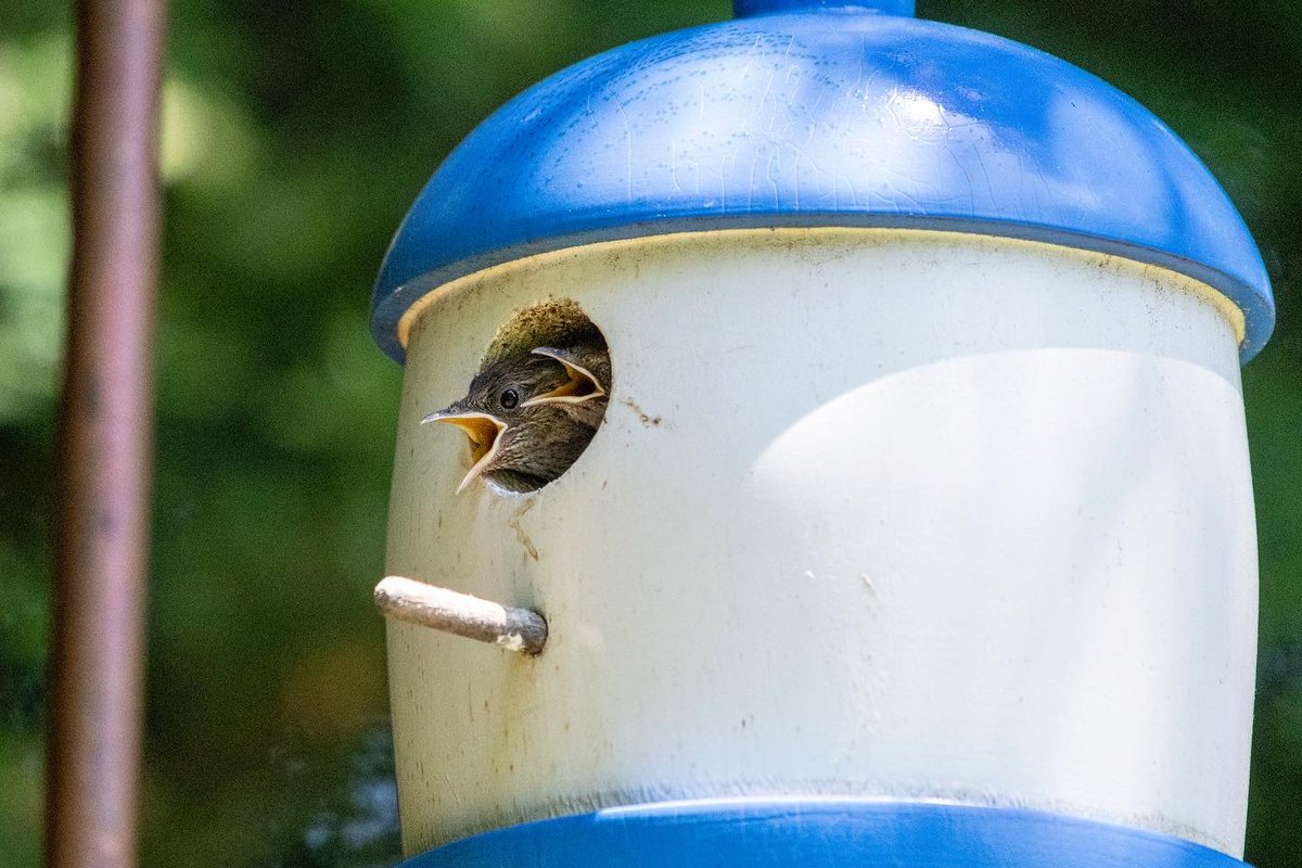 meganmaher4's tweet photo. House wrens feeding their chicks 🐥🪹🪱 #housewren #backyardbirds #birdwatching #hudsonvalley #newyork #sleepyhollow https://t.co/1BYczlCLEZ