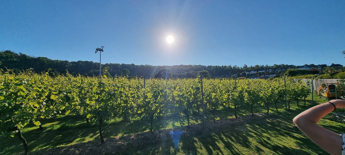 Wine tasting event at Compton Combe Vineyard in Eastbourne.  Yes, Eastbourne! Turns out the Sunshine Coast can produce the most beautiful grapes. The vineyard is beautiful, bathed in sun and the wines are stunning! We have just 6 bottles so if you're in for lunch or dinner soon..
