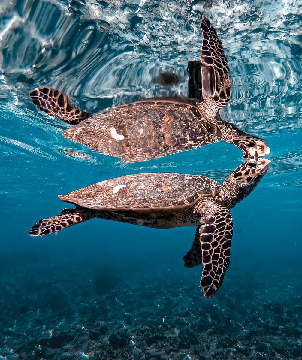 A hawksbill #turtle and their reflection 💙 📷: Suju Gasim