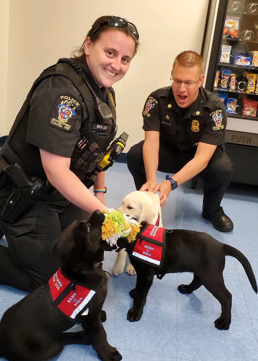 mcpnews's tweet photo. Officers from the 4th District had some special four-legged visitors today!

Representatives from the Hero Dog program stopped by the station to talk about their program and brought five of their future service dogs to interact with officers.

#mcpnews #herodog #bettertogether https://t.co/eVy7QbkC5v
