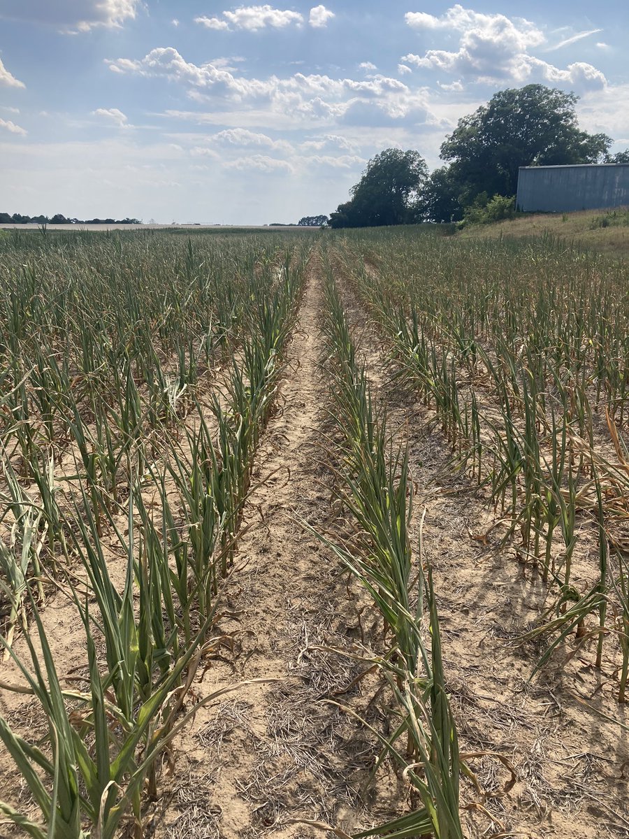 I love my job. It’s almost always fun, but right now this is the opposite of fun. #Drought22