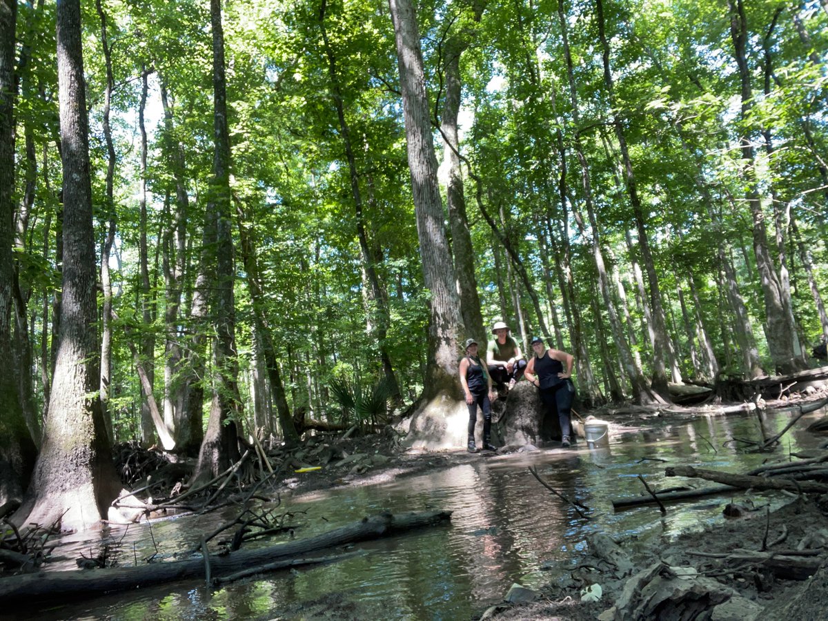 CarlaLAtkinson's tweet photo. Day 3 swamp tromping for @StreamCLIMES with @crsmith7348 &amp; @mggreenhalgh in the #chickasawhatchee #swamp in 100+ degree heat! Still going strong! The swamp is drying fast! https://t.co/Y7Ho73sg4W