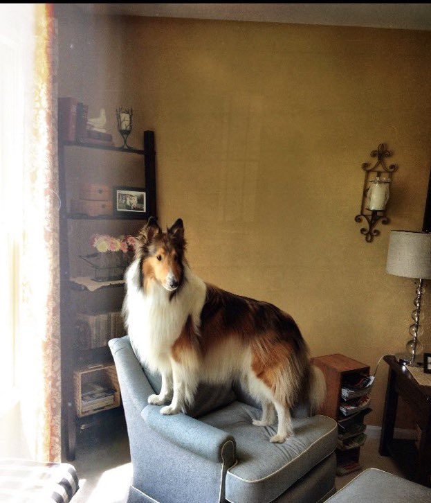 mollyadore's tweet photo. today is a very hard day 💔 i’ll love you forever sweet girl https://t.co/l5n54A1YTT