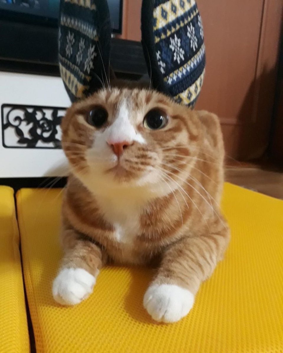 today's kpop pet of the day is soonie, stray kids lee know's cat