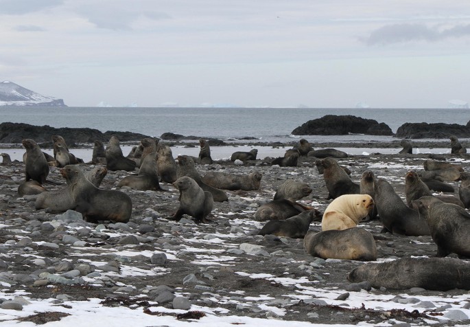 BehavEcol's tweet image. Should I stay or should I go? Behavioral adjustments of fur seals related to foraging success #ForagingStrategy #DecisionMaking

academic.oup.com/beheco/article…