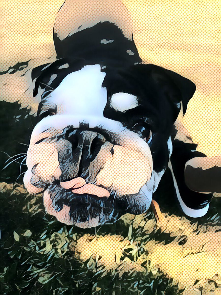 jaynorton17's tweet photo. New Oreo the Bulldog NFT's are live!! 

@NftsWind @NFT_enthusiasts #4leggedfriend #nft #NFT #NFTGiveaway #NFTProject #NFTdrop #dog #cute #cutesdog #british #Bulldogs 
https://t.co/R70FP1HHcr https://t.co/NaQRjJCDIr