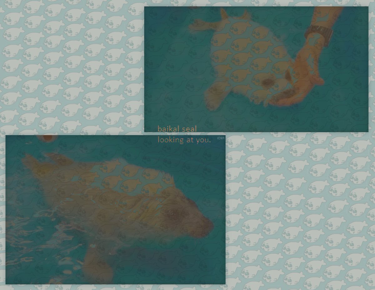 yuusukemoment's tweet image. baikal seal looking at you. at the request of a friend :-) 
i didnt draw the seal im not sure who did i just created chaos #baikalseal #yipeee
