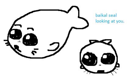 yuusukemoment's tweet image. baikal seal looking at you. at the request of a friend :-) 
i didnt draw the seal im not sure who did i just created chaos #baikalseal #yipeee