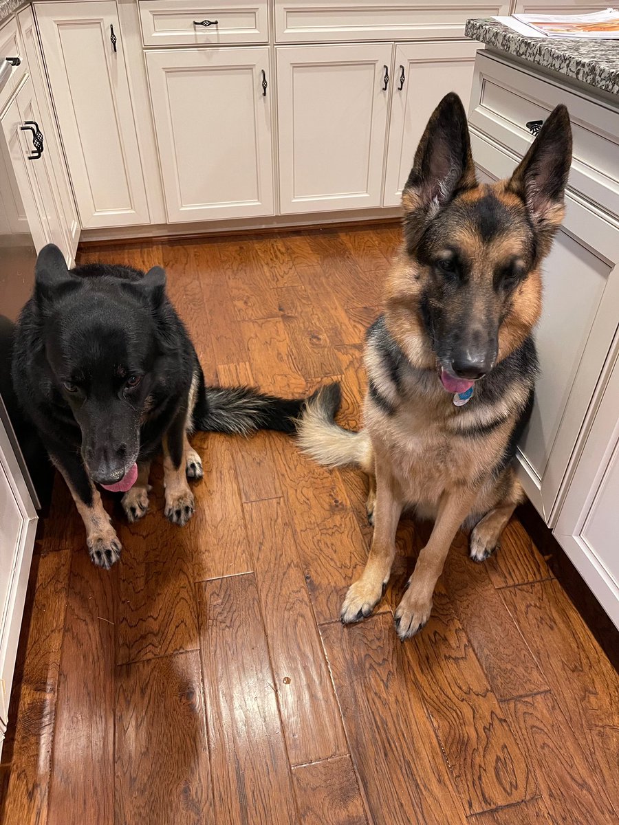SecularShop's tweet photo. When your protectors need protecting and you’re trying to cook dinner! 😂 My poor pups! (Aren’t they pretty though?❤️) #wickedweather #storm https://t.co/ox4n70qoxD