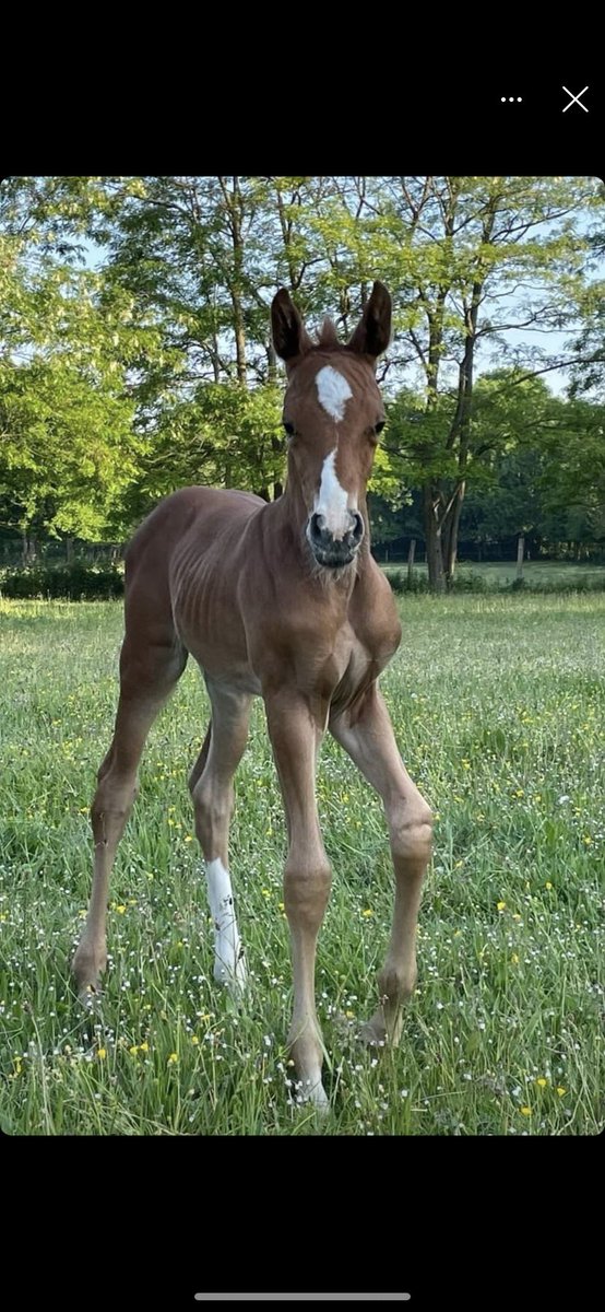 Joscqq's tweet photo. Vol d'une de nos pouliches de 1 mois. Alezane avec 3 balzanes blanches. Secteur 20km au nord du Mans. Contact par MP
(Retweets apprécié) https://t.co/7EDTh5y1i3