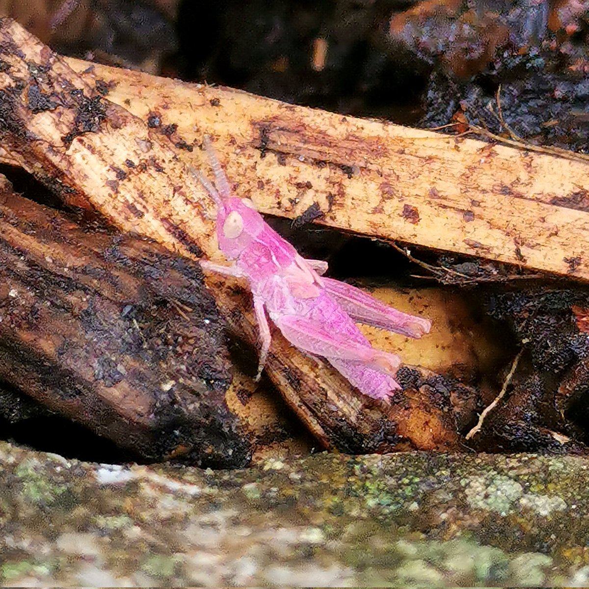 King28Sarah's tweet photo. While watering my almost dead grass I found a pink grasshopper) and lots of normal ones) .. I never knew I had grasshoppers never mind a pink one..
#pinkgrasshopper #eastyorkshire #pink #rareinsect #rarepinkgrasshopper #photography #nature #amazing #wildlife #inmygarden https://t.co/LXpYqN13RP