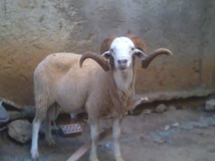#بحبك_لانك عيد الأضحى تجمع فيه الاحباب
