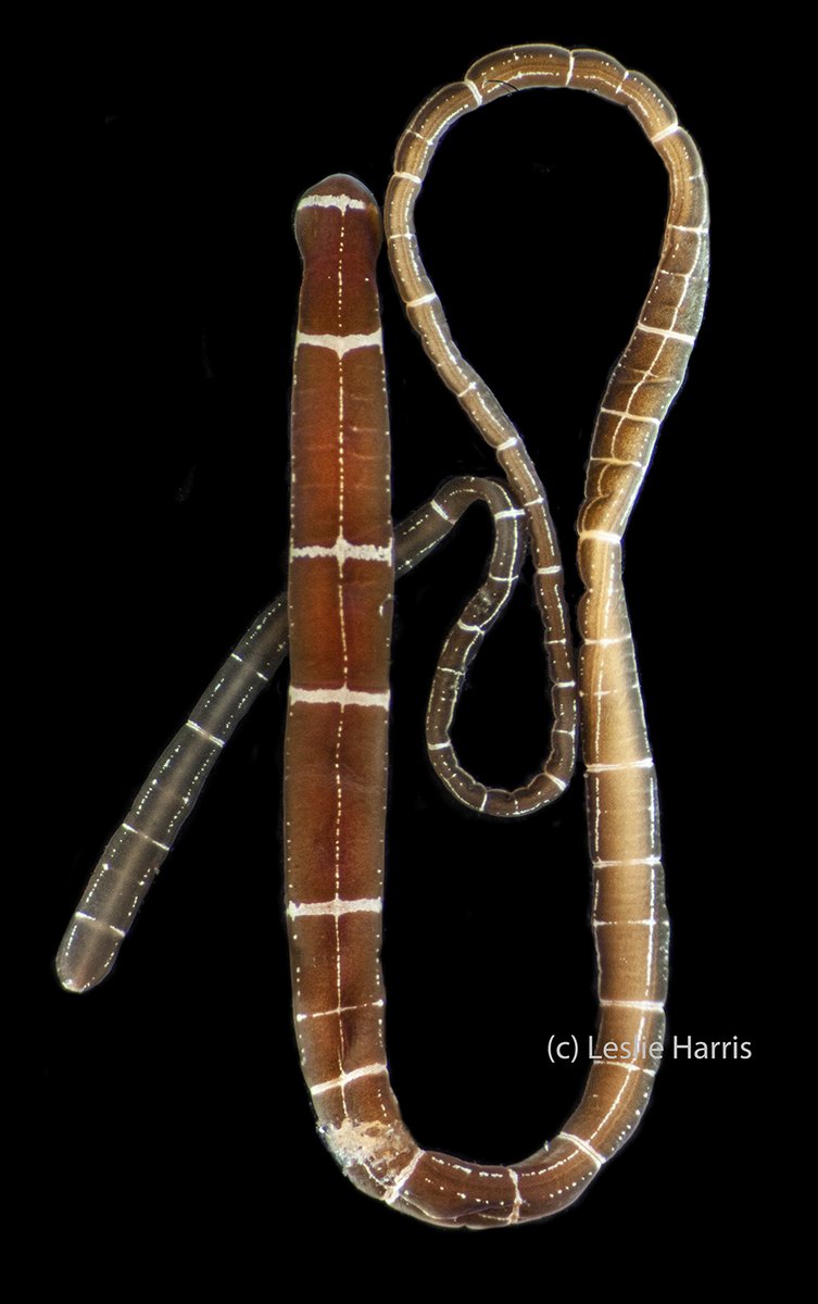Am I a heretic posting non-polychaetes for #WormWednesday? In my world, yes. 
Some nemerteans I photographed last year - Tubulanus sexalineatus, Amphiporus bimaculatus, Cerebratulus lineolatus from southern California. Now waiting at <a href="/NHMLA/">Natural History Museum of L.A. County</a> for some researcher to love them