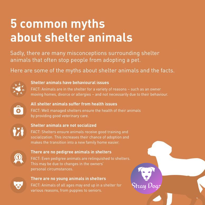 foodie_dao's tweet photo. Here are some common myths about shelter dogs : 
Make sure to not fall for these and be open while adopting a dog

#NFT #NFTcommunity #dogs #are #love #AdoptStrayDogs $SOL #project https://t.co/SU3Rpsdly7