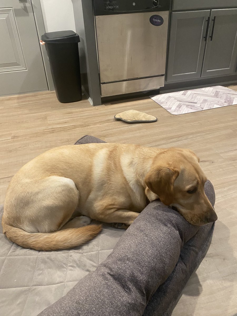 MissKramerSCSF's tweet photo. For the very first time EVER, Titan is not hiding in the shower during this storm. He moved his bed closer to where I was sitting and laid down. Is this what it feels like to be a proud parent?! 🥹 #dogsofMason @circletail https://t.co/k7OfPj8bZu
