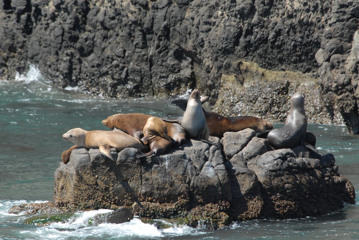 New e-book! Assessment Approaches to Support Bycatch Management for Marine Mammals, edited by <a href="/OceanModeling/">Ocean Modeling Forum</a> #MarineMammal #bycatch work group members. Open access! Free for you! frontiersin.org/research-topic… <a href="/LenfestOcean/">Lenfest Ocean Program</a>