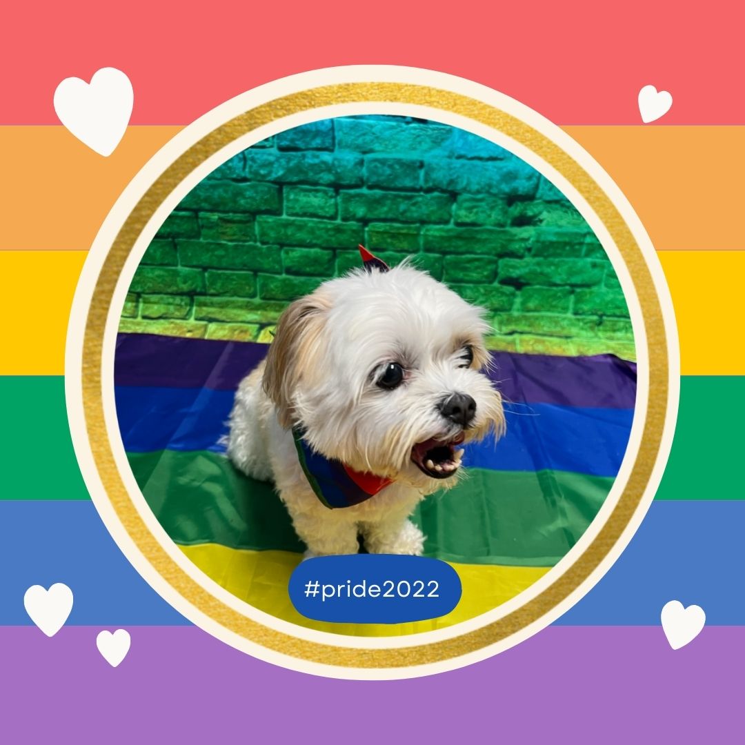 Dog_Daycare's tweet photo. At Dogtopia we are proud to love! 💕
#Pride2022 #LoveIsLove #ItsTheMostExcitingDayEver https://t.co/WzV2jd9Loa