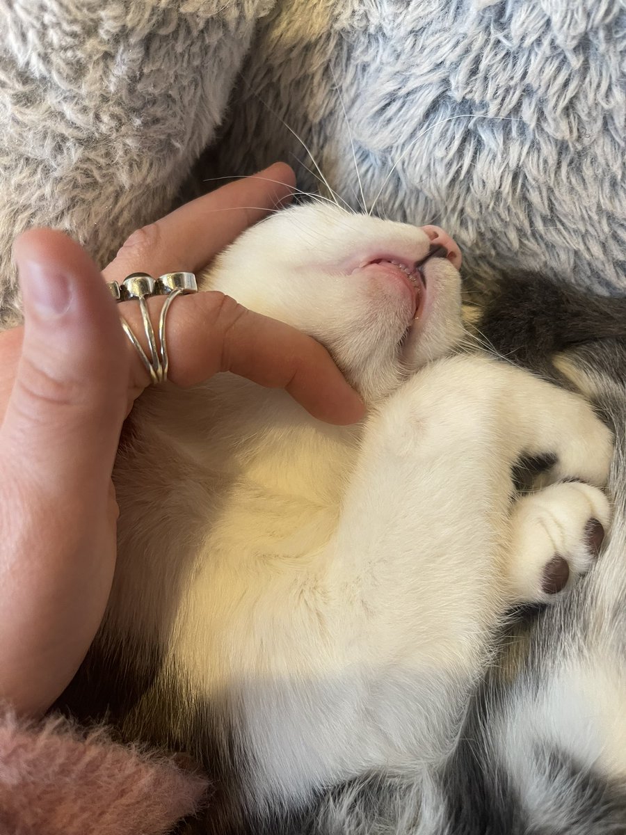 if you’re wondering what the cutest event of #NFTNYC was, it was definitely <a href="/ChonkSocietyNFT/">Chonk Society</a> 🥹 got to pet the cutest lil kitties and meet some amazing people!