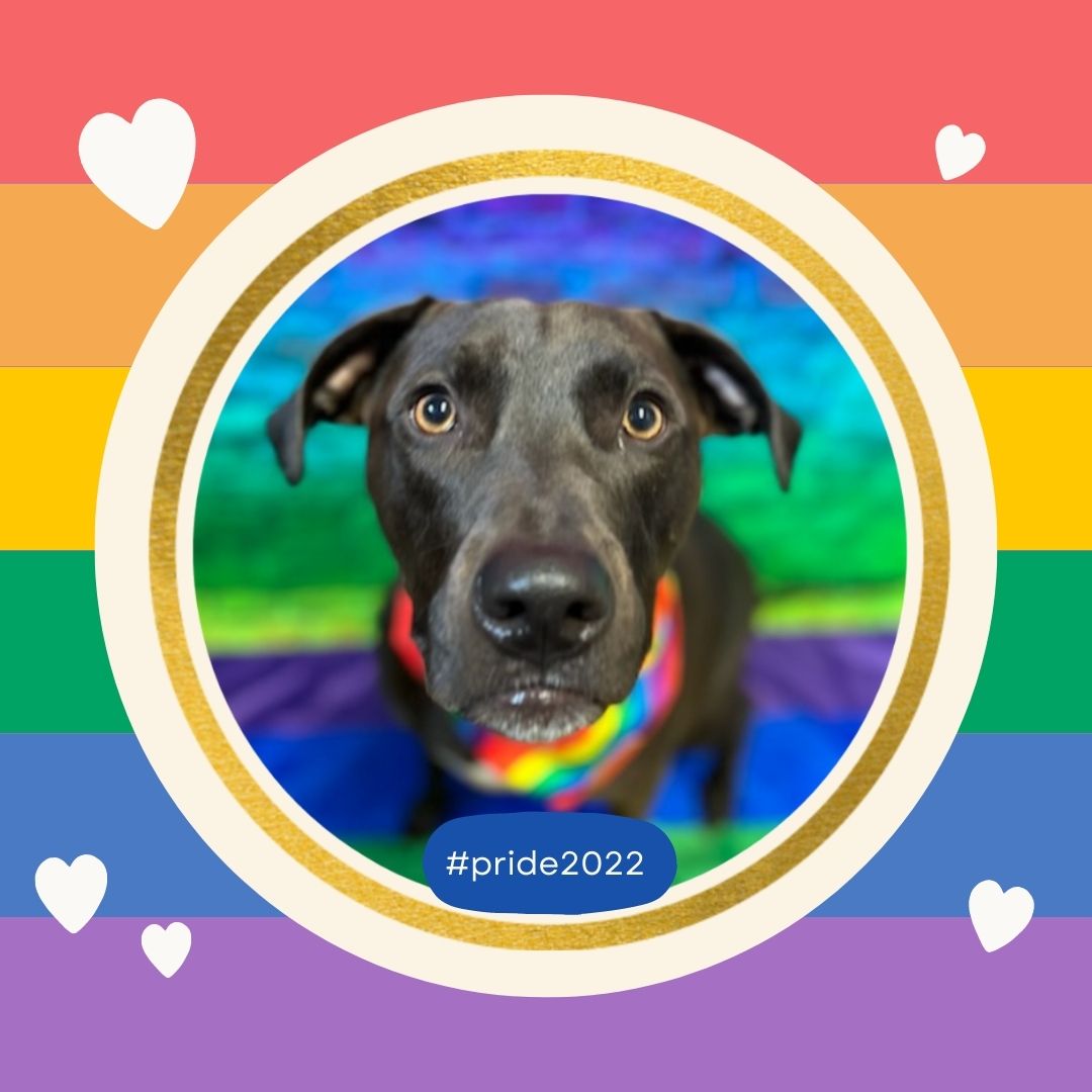 Dog_Daycare's tweet photo. At Dogtopia we are proud to love! 💕
#Pride2022 #LoveIsLove #ItsTheMostExcitingDayEver https://t.co/fsT8LbKAnd