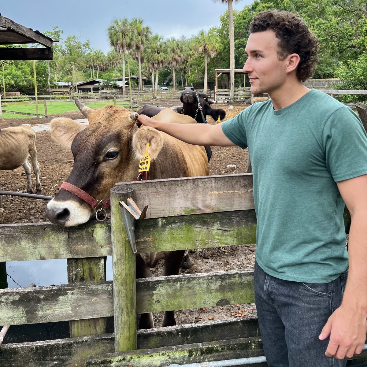 South Tampa Farm. We love cows.