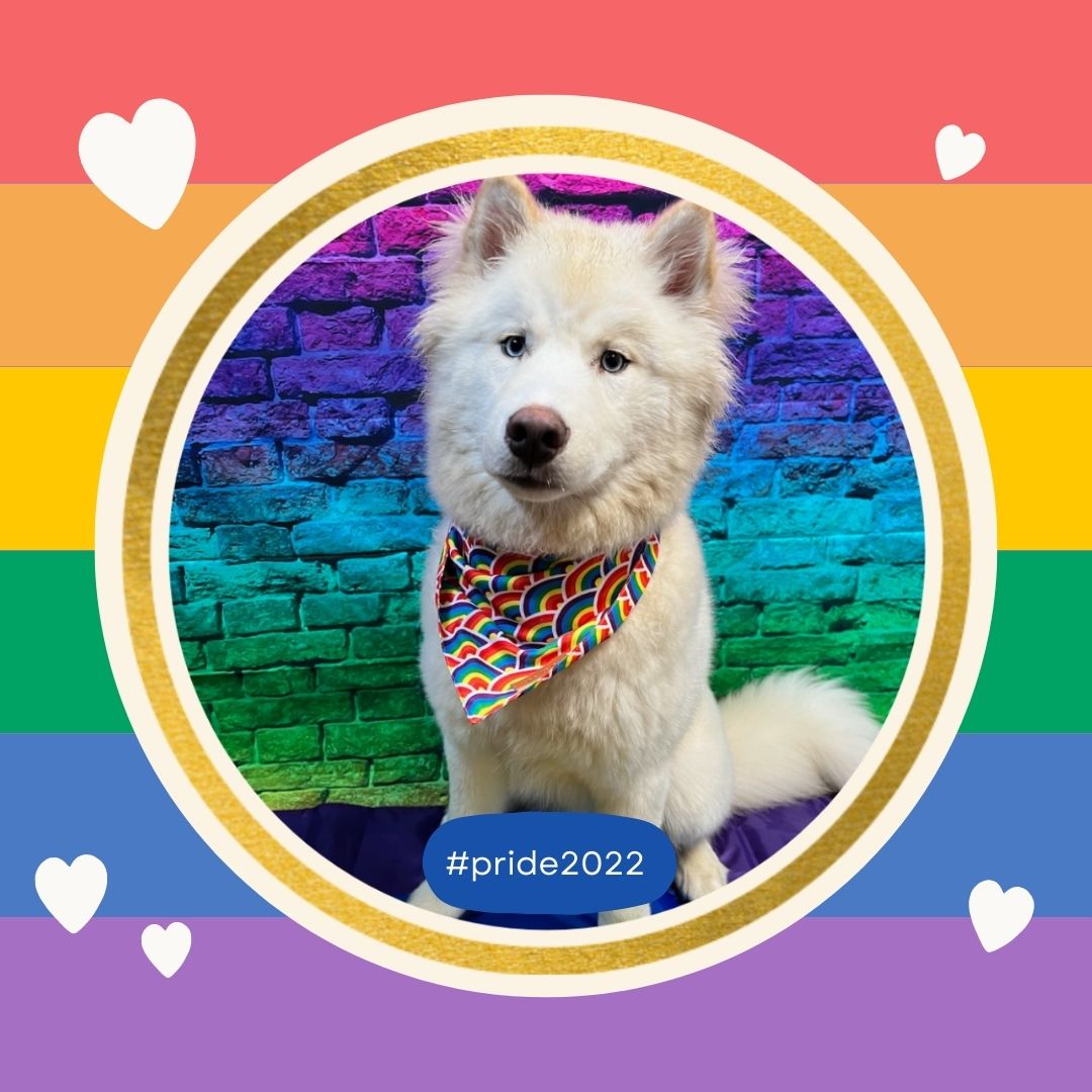 Dog_Daycare's tweet photo. At Dogtopia we are proud to love! 💕
#Pride2022 #LoveIsLove #ItsTheMostExcitingDayEver https://t.co/aw9Rw1kIKm