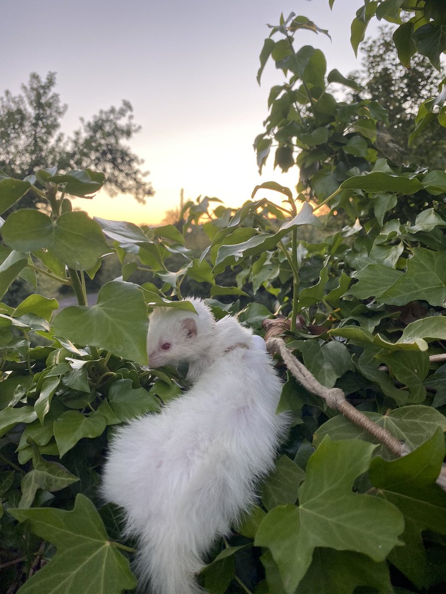 AlexBoletus's tweet photo. Gwenda the #Ferret 's #30DaysWild - Day 21: watching the sun set on the longest day of the year #solstice https://t.co/aOcXWe4M9V